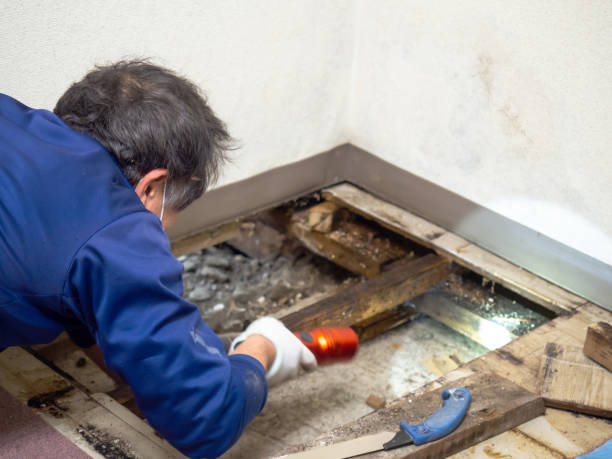 Best HVAC Mold Remediation in Monroe, NC