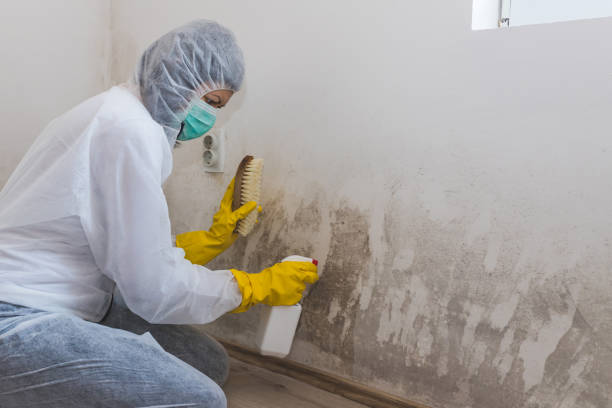 Trusted Monroe, NC Mold Remediation Experts